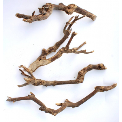 Gałęzie CURRY S korzeń 20-25cm
